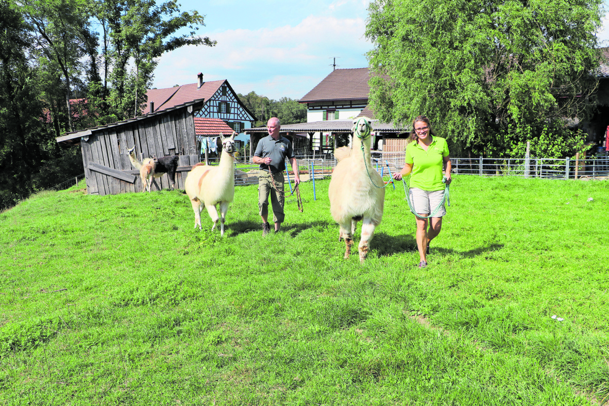 Petra und Martin Heussi bieten mit den Lamas Larsen (vorne) und Melissa Spaziergänge und Trekkings an.