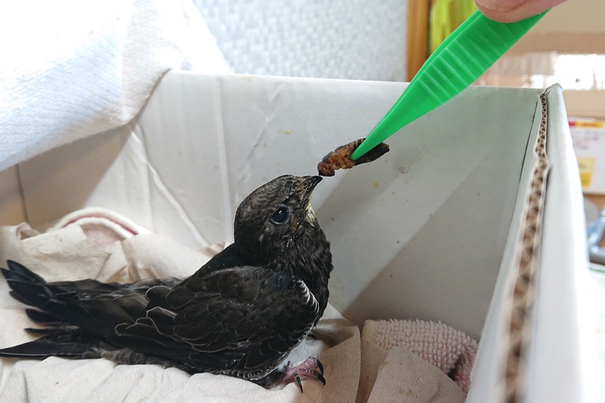 Die Vogel- und Wildtierpflege Schaffhausen zieht jedes Jahr viele verwaiste oder verletzte Jungvögel auf