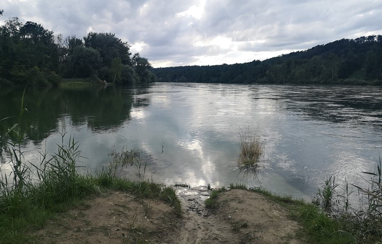 Geschafft: Zwischen Ellikon am Rhein und Flaach mündet die Thur (links) in den Rhein. Hier bei eher höherem Wasserpegel.