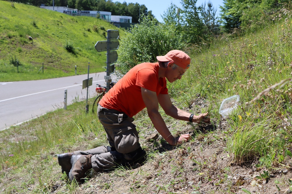Biologe Peter Müller machte an Auffahrt nicht das «Brüggli». Den sehr heissen Freitag verbrachte er in der Böschung bei Adlikons A4-Anschluss mit dem Einsammeln gefährdeter Schneckenarten. 