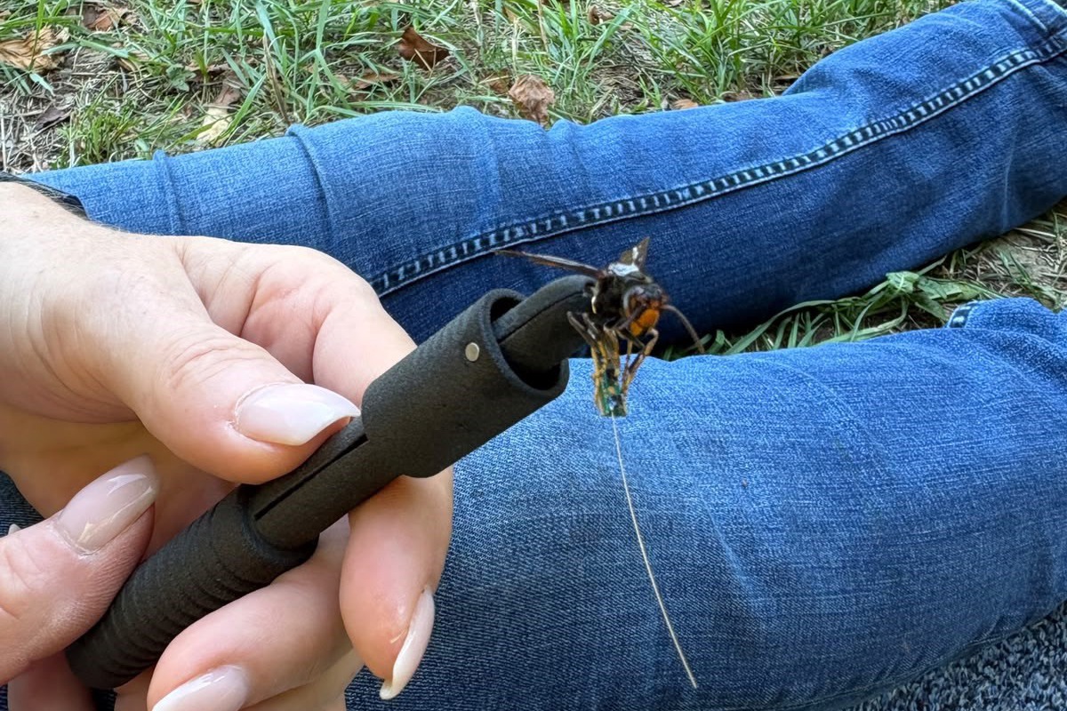 Eine Asiatische Hornisse wurde mit einem Sender ausgestattet, der schliesslich half, das Nest im Wald ausfindig zu machen.