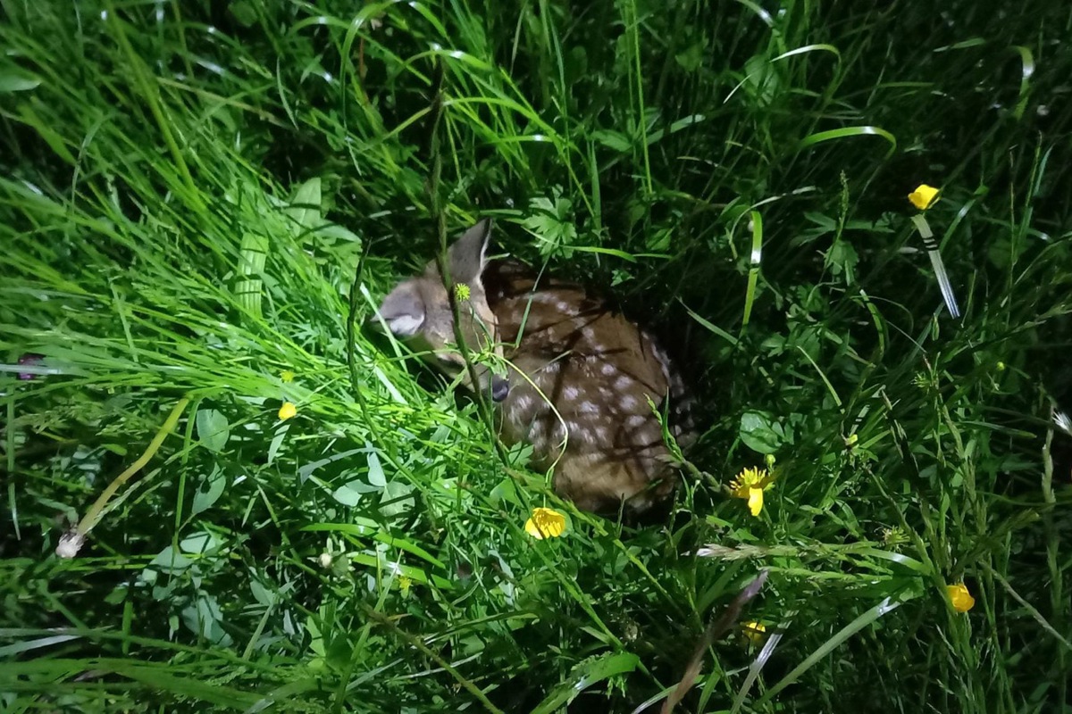 Rehkitze im Glück: Sie wurden vor Mäher und Fuchs beschützt.