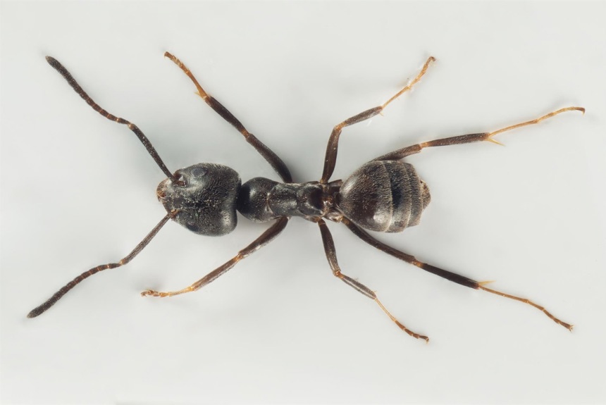 2804 3 Tapinoma4