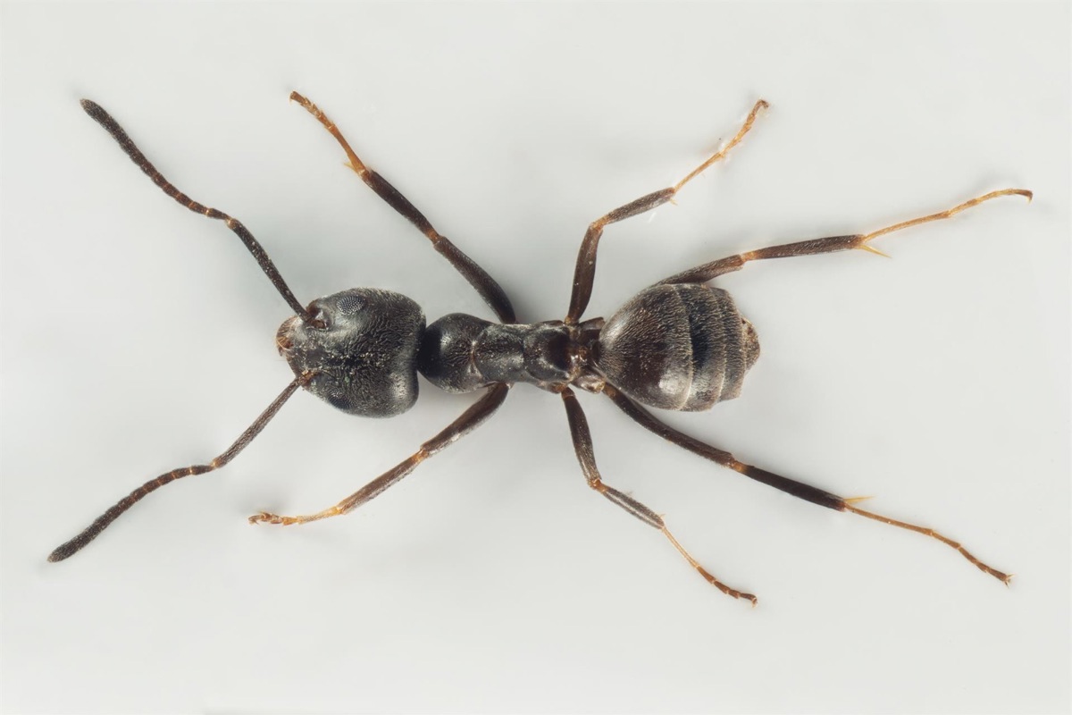 Die Grosse Drüsenameise (Tapinoma magnum) bildet sogenannte Superkolonien mit mehreren Königinnen. Auffällig an der Art ist, dass die Arbeiterinnen unterschiedlich gross sind.