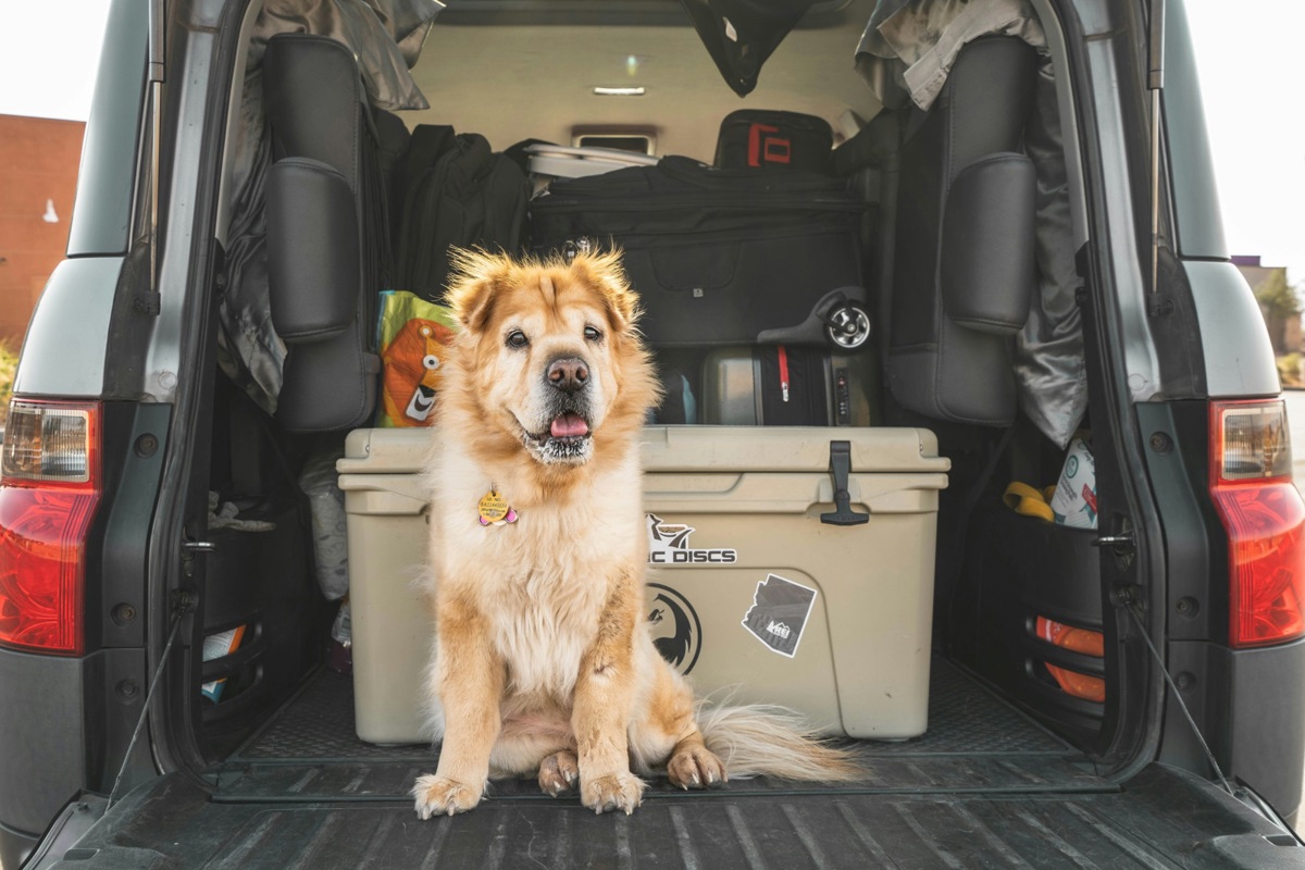 Ob diese Ladung samt Hund ausreichend gesichert ist, sei dahingestellt.