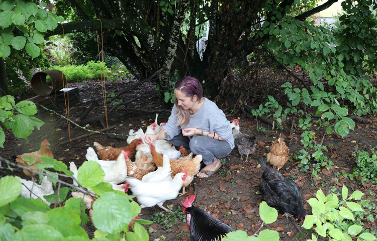 Joy Hafner inmitten ihrer lebhaften Hühnerherde. Die weissen und braunen Hennen stammen alle aus Massen-Bodenhaltungen. Im Vordergrund zu sehen ist der Hahn Sir Henry.