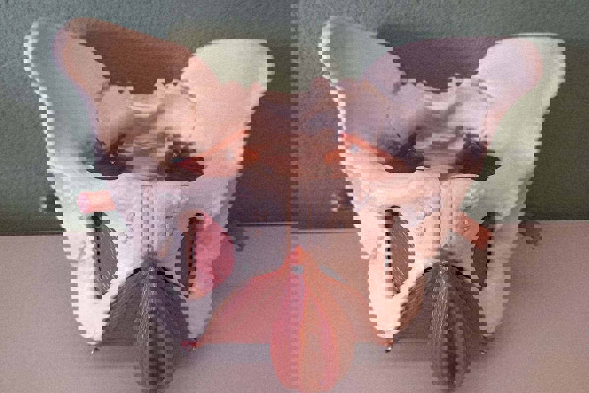 Die Beckenbodenansicht von vorne.