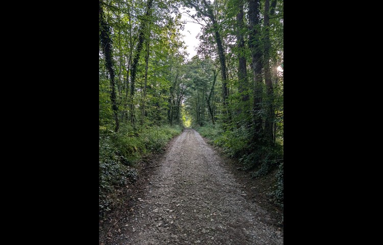 Die Strecke führt durch Wälder …