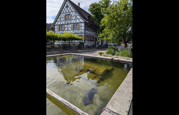 Der imposante Karpfen lebt seit fast 30 Jahren im Brunnen vor dem Restaurant Stube (im Hintergrund).