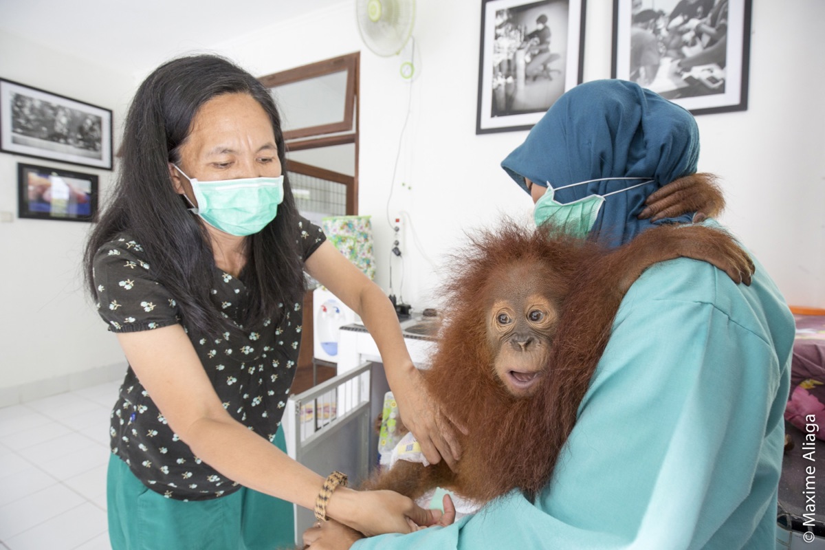 Citra Nente bei der Arbeit im Rahmen des Orang-Utan-Schutzprogramms.