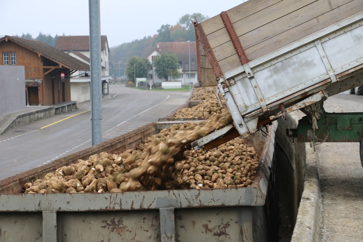 Der Verlad von Zuckerrüben erfolgte in Marthalen bis 2015 per Bahn von der Rampe aus. Ab 5. Januar erfolgt der Verlad mit einer Bahnratte von der Bahnhofstrass aus, weshalb ein Verkehrskonzept erstellt wurde.