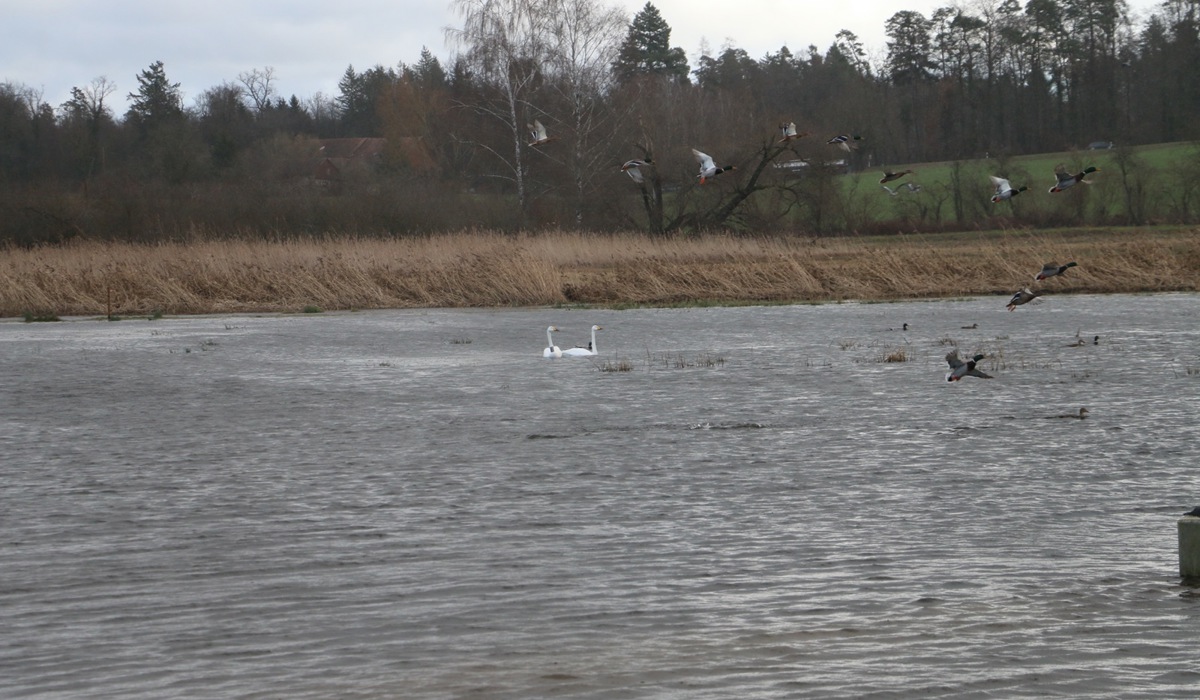 schwan-und-ente-im-oerlingerried_spa3.jpg