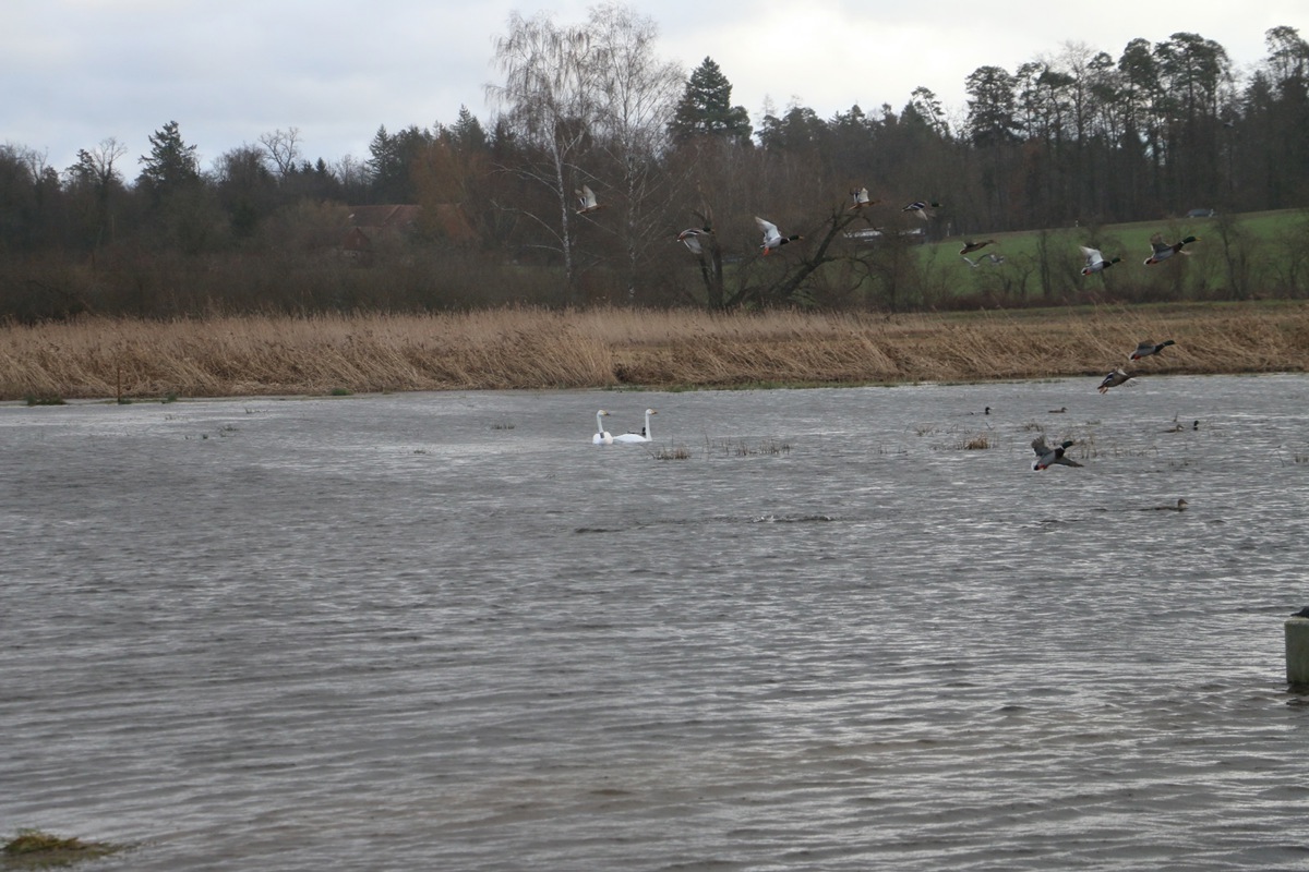 Gestern suchten eine Schar Enten und zwei Schwäne – einer davon mit einer Halskrause zu Forschungszwecken – am Oerlinger Ried nach Futter.