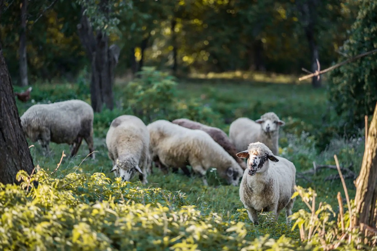 «Die Mückchen machen uns bald mehr Angst als der Wolf», sagt der Schafhalter Urs Maier. Die Insekten übertragen die Blauzungenkrankheit auf Schafe und andere Wiederkäuer.