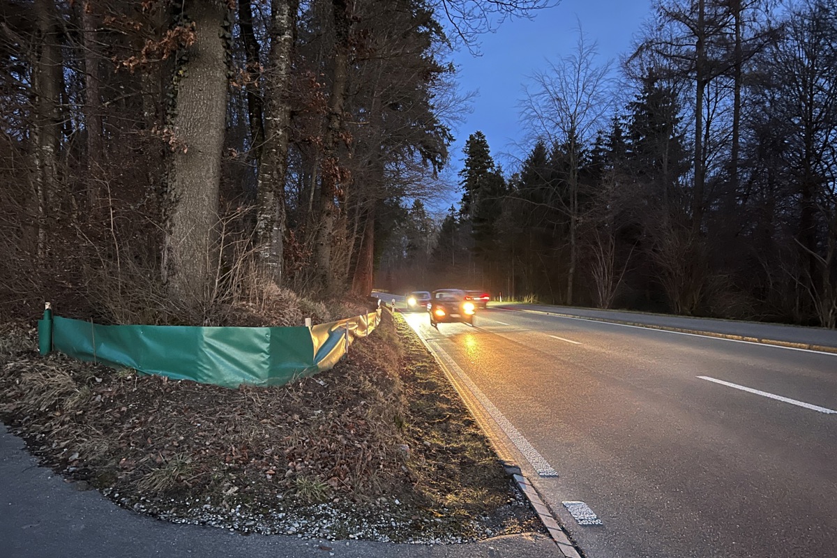 Etwa ab 19 Uhr, bei Temperaturen über 5 Grad und bei Regen setzen sich Amphibien in Bewegung. Anfang Woche war dies der Fall, bei der Sperrstelle zwischen Kleinandelfingen und Ossingen (Bild) wurden bereits 40 Tiere eingesammelt.