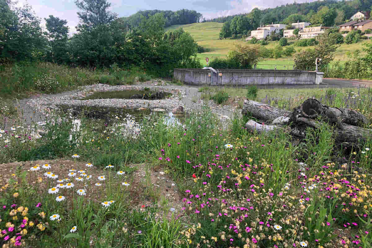 Ein in Eggenwil realisiertes Projekt mit Gewässer im Jahr darauf.