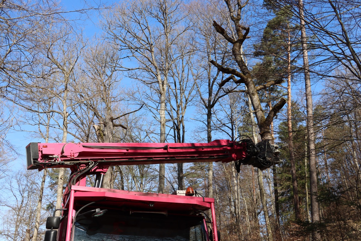 Mithilfe des Fäll-Trimmers konnten die Eichenäste sorgfältig abgeschnitten werden.