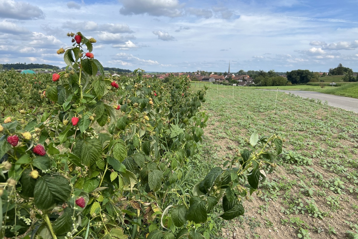 Himbeeren reifen unterschiedlich, was eine (maschinelle) Ernte über mehrere Wochen hinzieht.