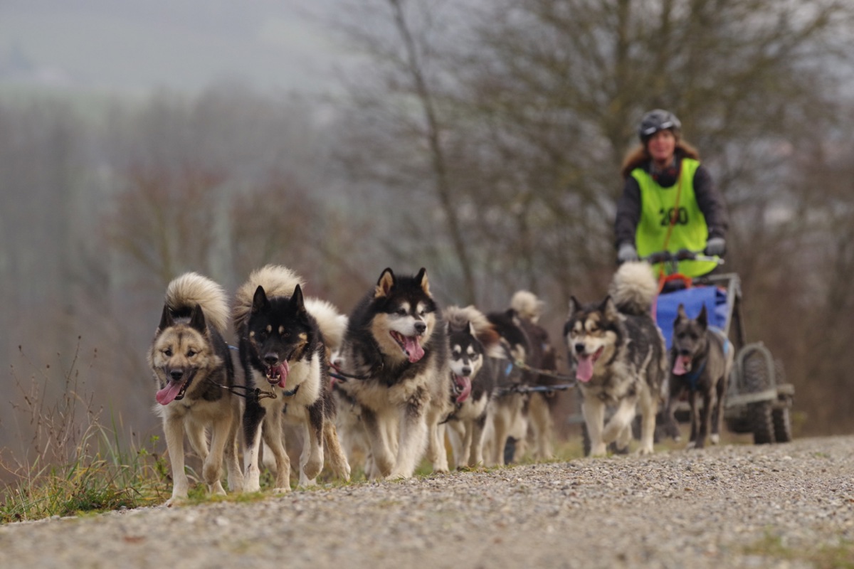 Séverine Fischer ging gleich mit zehn Hunden an den Start.