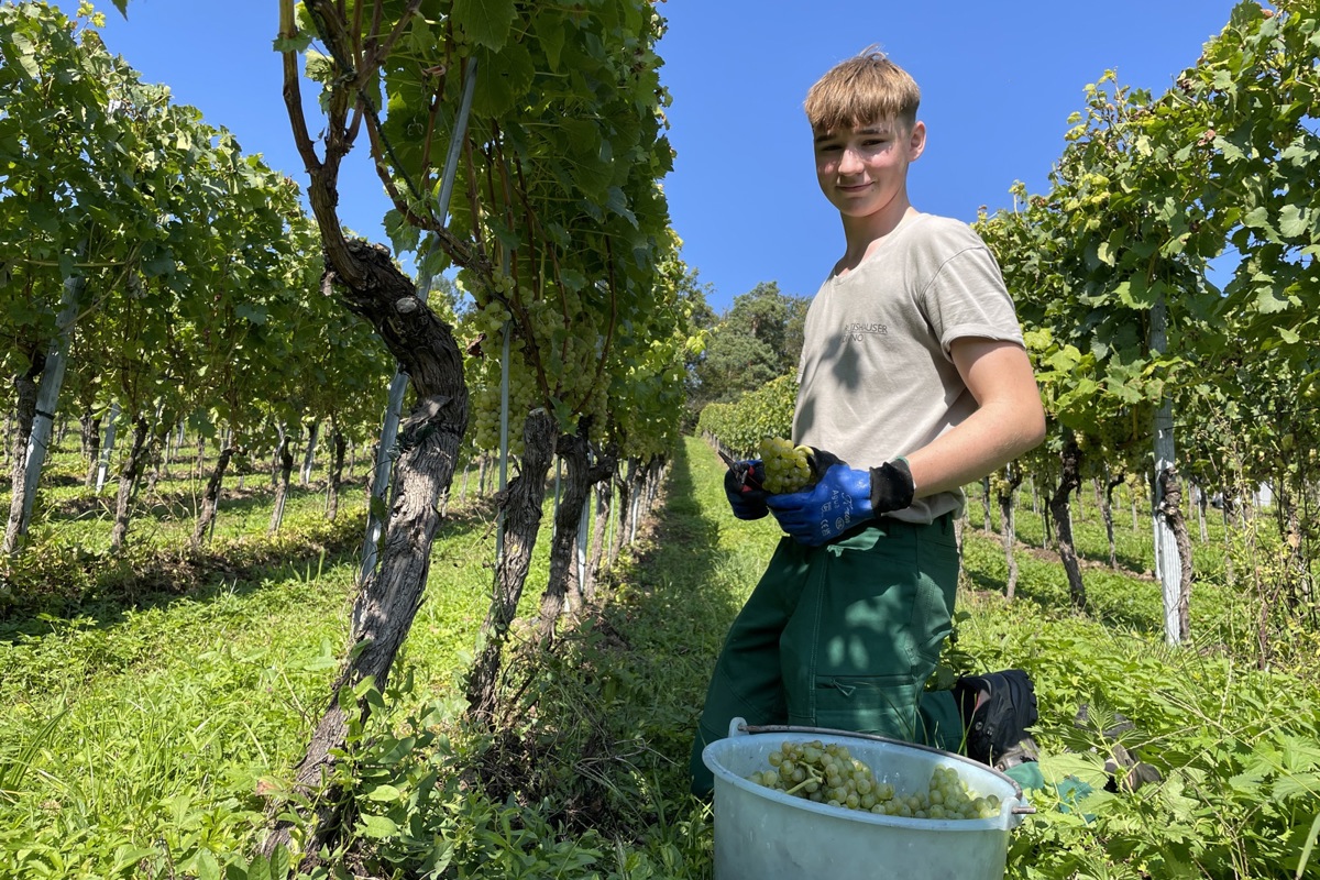 Der genaue Erntezeitpunkt hängt von der Rebsorte, dem Reifegrad der Trauben und den gewünschten Weineigenschaften ab. Winzerinnen und Winzer wählen den idealen Zeitpunkt, um die bestmögliche Balance von Zucker, Säure und Aromen zu erreichen. 