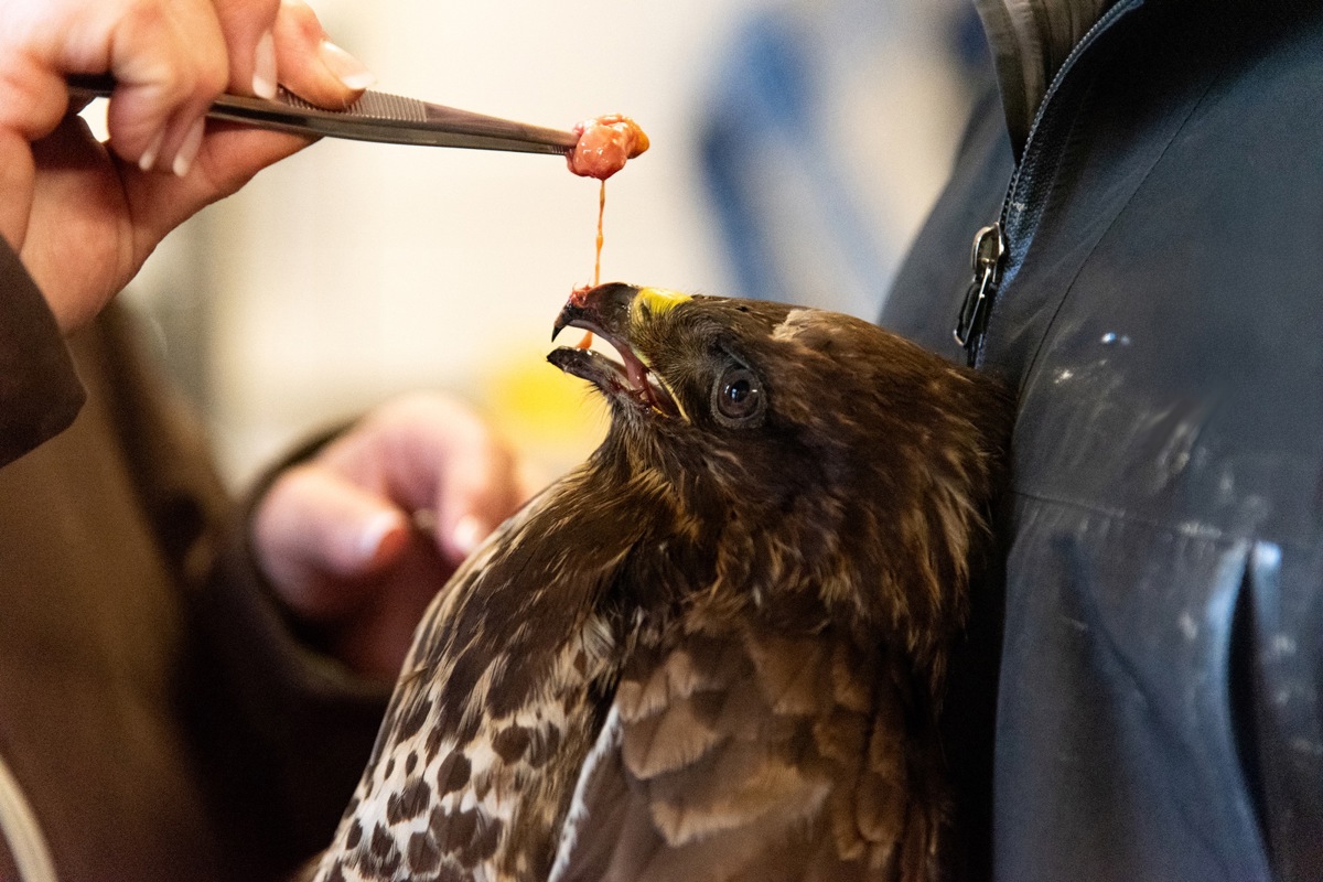 Dieser Mäussebussard ist so ausgehungert, dass er von Hand gefüttert werden muss.