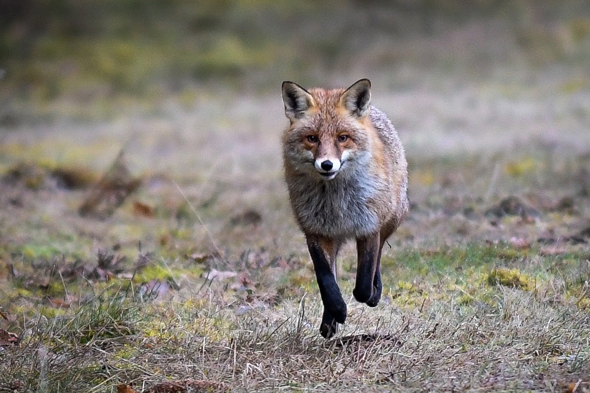 Die Gäste staunten beim Bildervortrag über faszinierende Tieraufnahmen – Fuchs