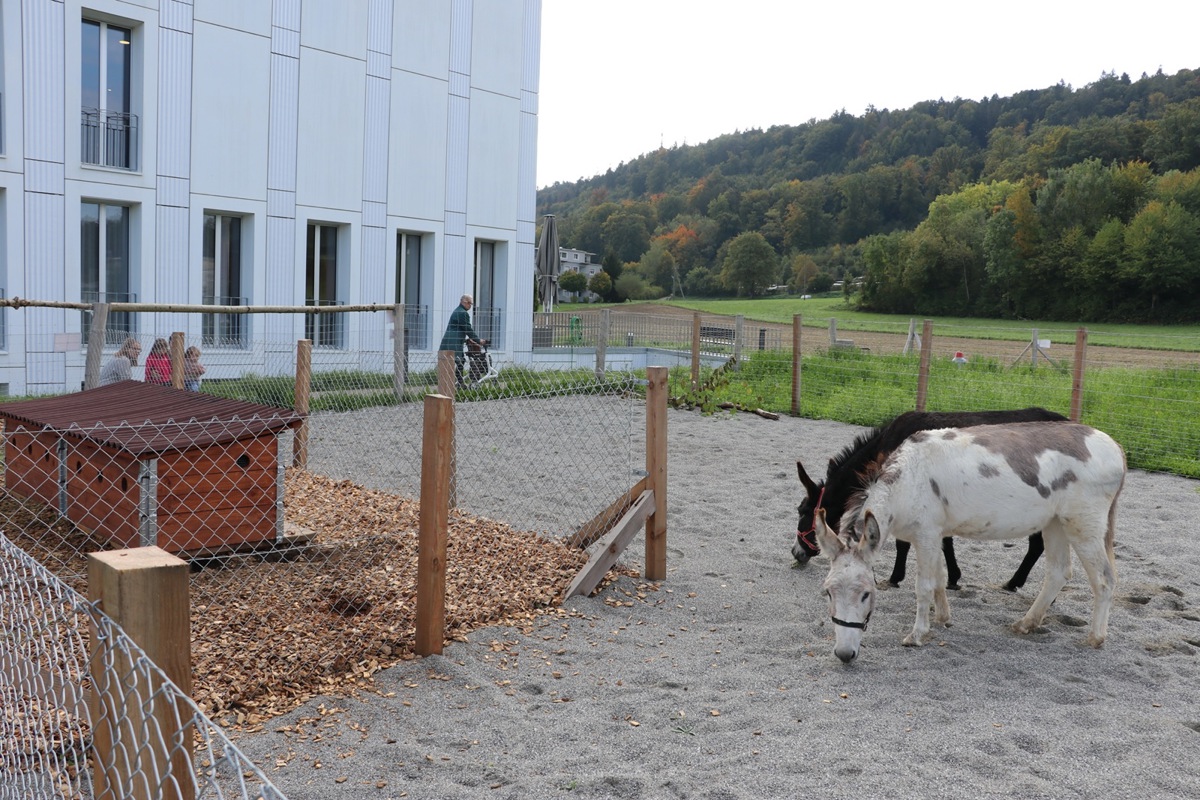 Die beiden Eselstuten erkunden ihr neues Zuhause und haben innert kürzester Zeit erste Besucher am Zaun.