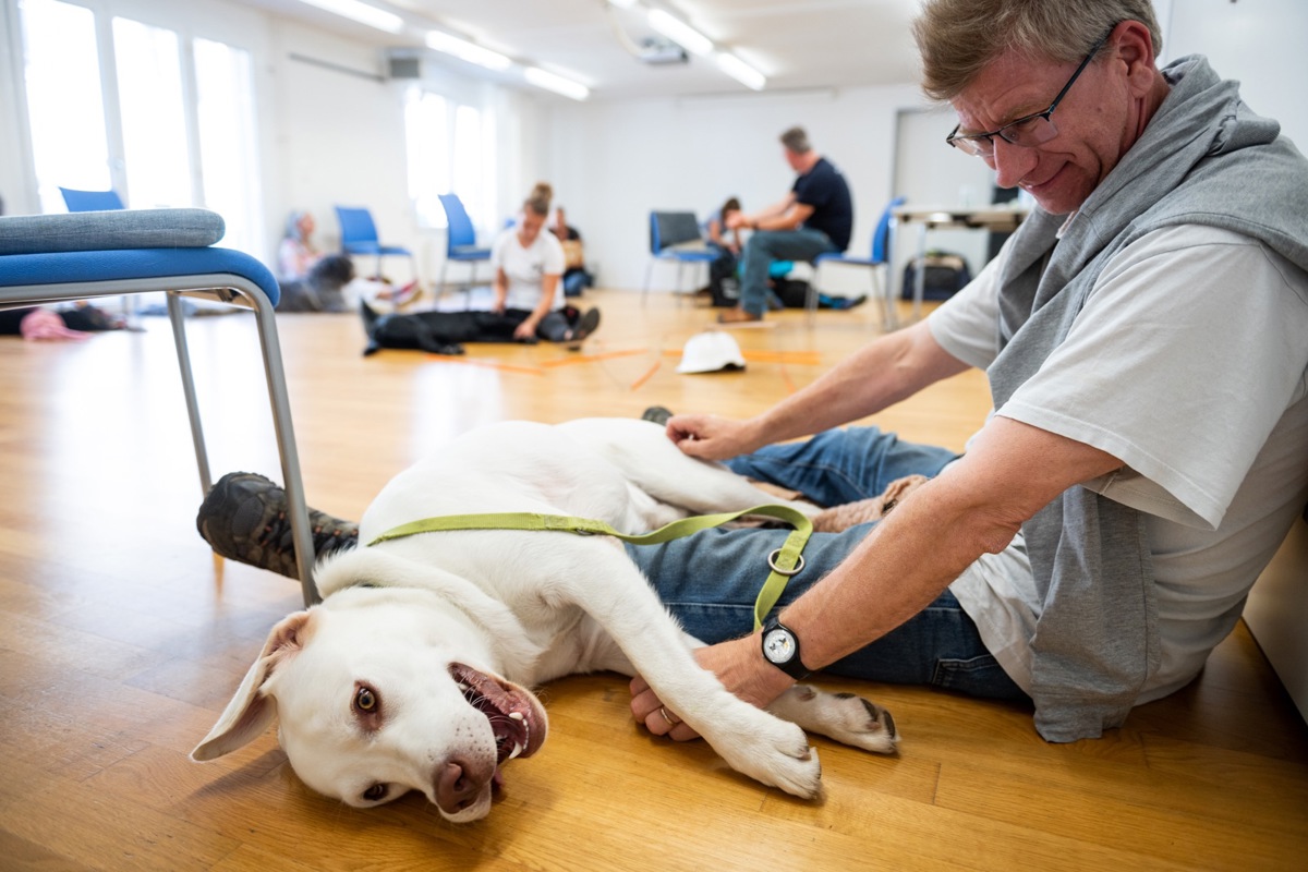 Serge und Cody bei einem Junghundeseminar. Auch Entspannung soll geübt werden – vor allem mit vielen weiteren Hunden im Raum.