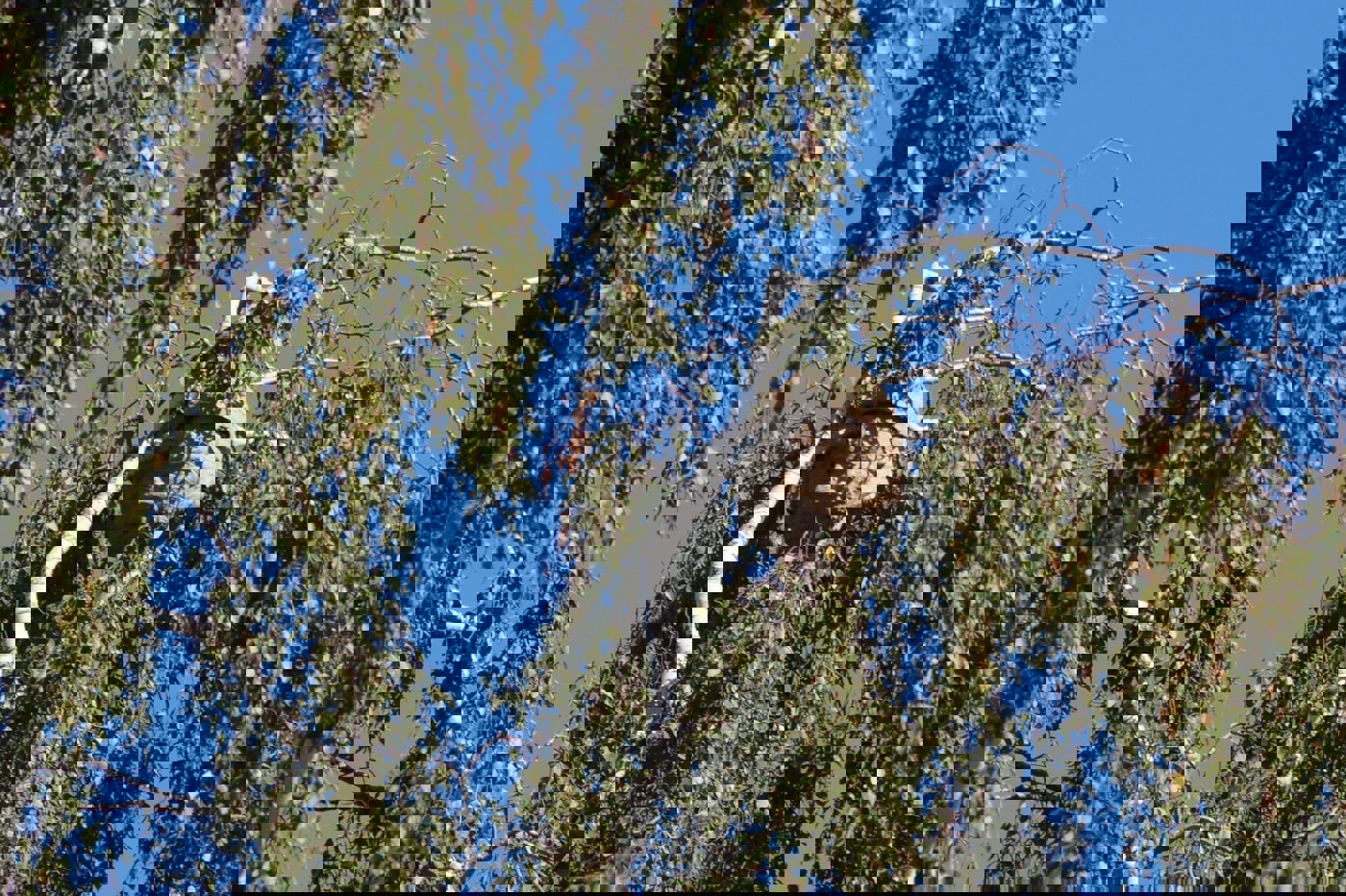 1609 3 Hornissen Nest Neuhausen Zvg2