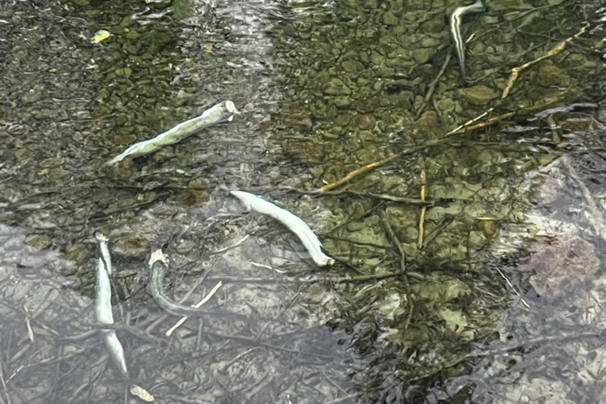 23 Kadaver zählte Karin Lüthi in einem der Altarme des Rheins.