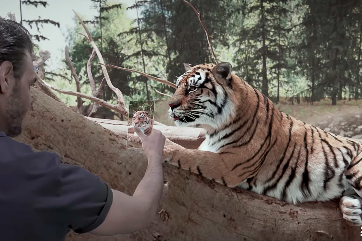 Im Panthera Lebensraum wechseln die Grosskatzen die Anlagen und können Besucherinnen und Besuchern ganz nahe kommen.