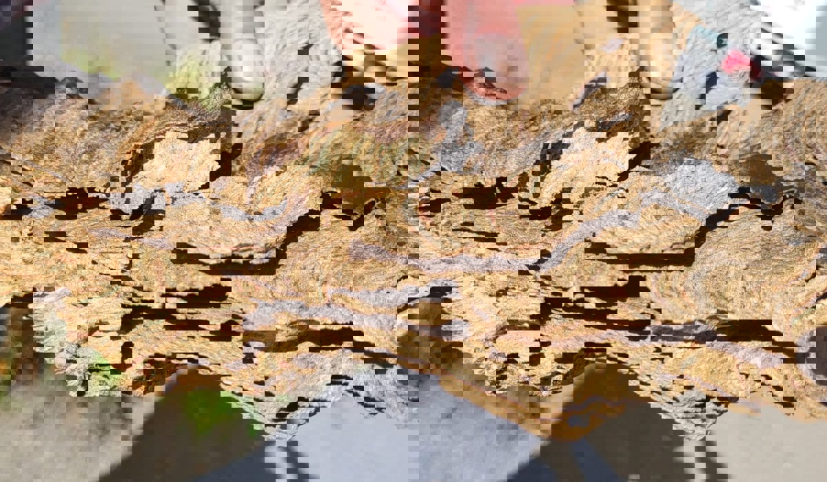 1010 3 Hornissen Ein Teil Des Nests Zvg18