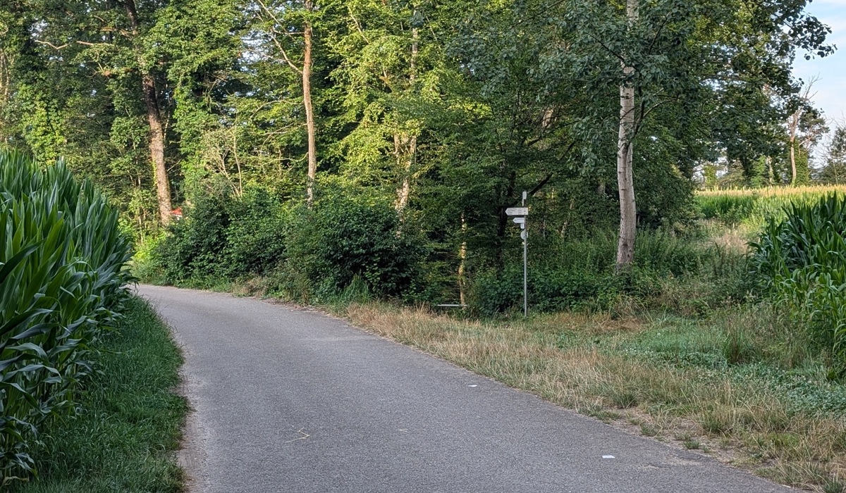 10_am-ende-des-grossen-felds-ich-kam-von-der-strasse-hier-links-finde-ich-etwas-versteckt-den-abstieg-hinunter-und-zurueck-zum-rhein.jpg