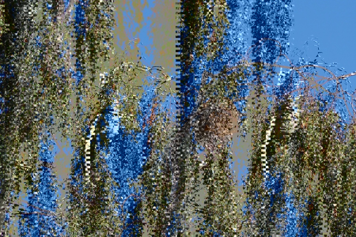 In Neuhausen konnte kürzlich ein Nest von Asiatischen Hornissen gefunden und vernichtet werden.