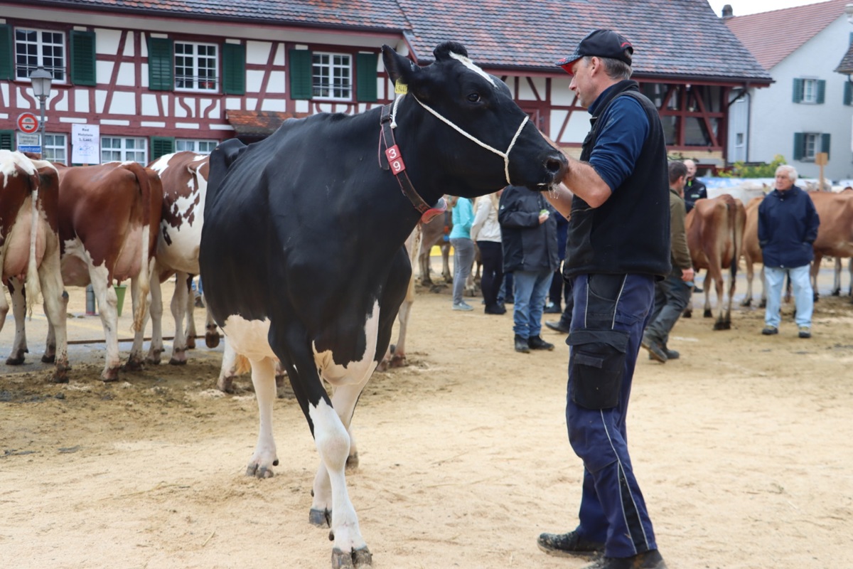 Die Miss Andelfingen Aileen aus Bebikon.