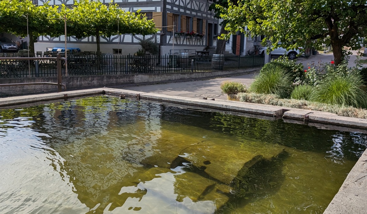 42_der-imposante-karpfen-lebt-seit-fast-30-jahren-im-brunnen-vor-dem-restaurant-stube-im-hintergrund.jpg