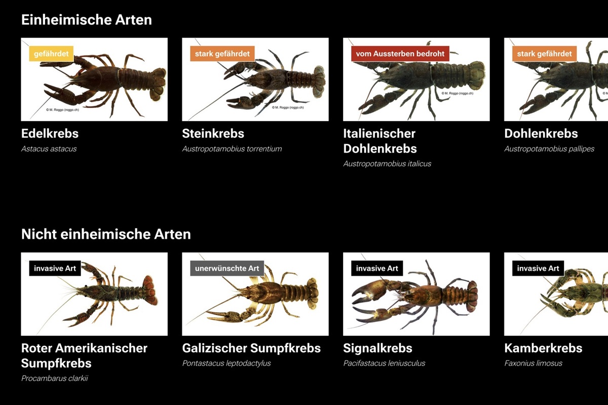 Nach aktuellem Wissen gibt es in der Schweiz acht Flusskrebsarten, vier einheimische und vier, deren Anwesenheit gemäss Gesetz als unerwünschte Veränderung der Fauna gilt. Die einheimischen Bestände nehmen seit vielen Jahrzehnten ab und sind teilweise nur noch in Oberläufen oder isolierten Stillgewässern zu finden.