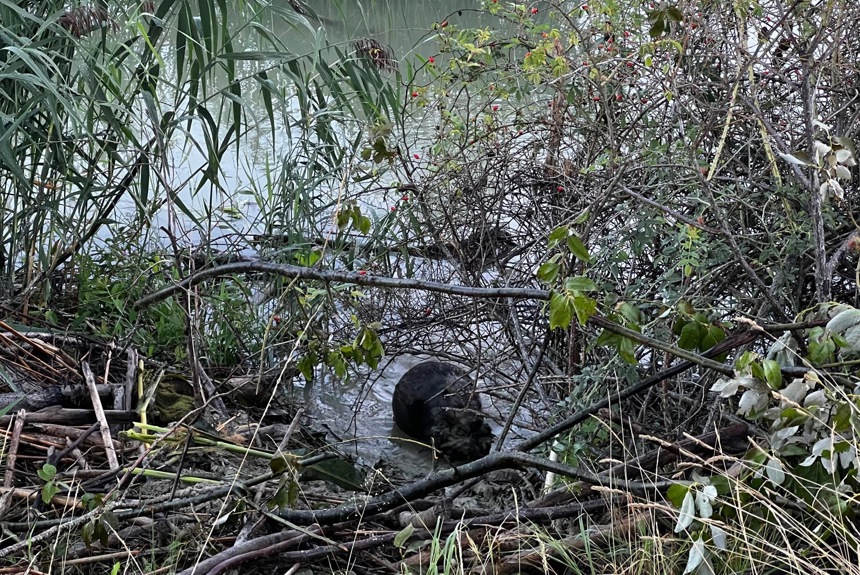 1209 8 Biber Uhwiesen St20