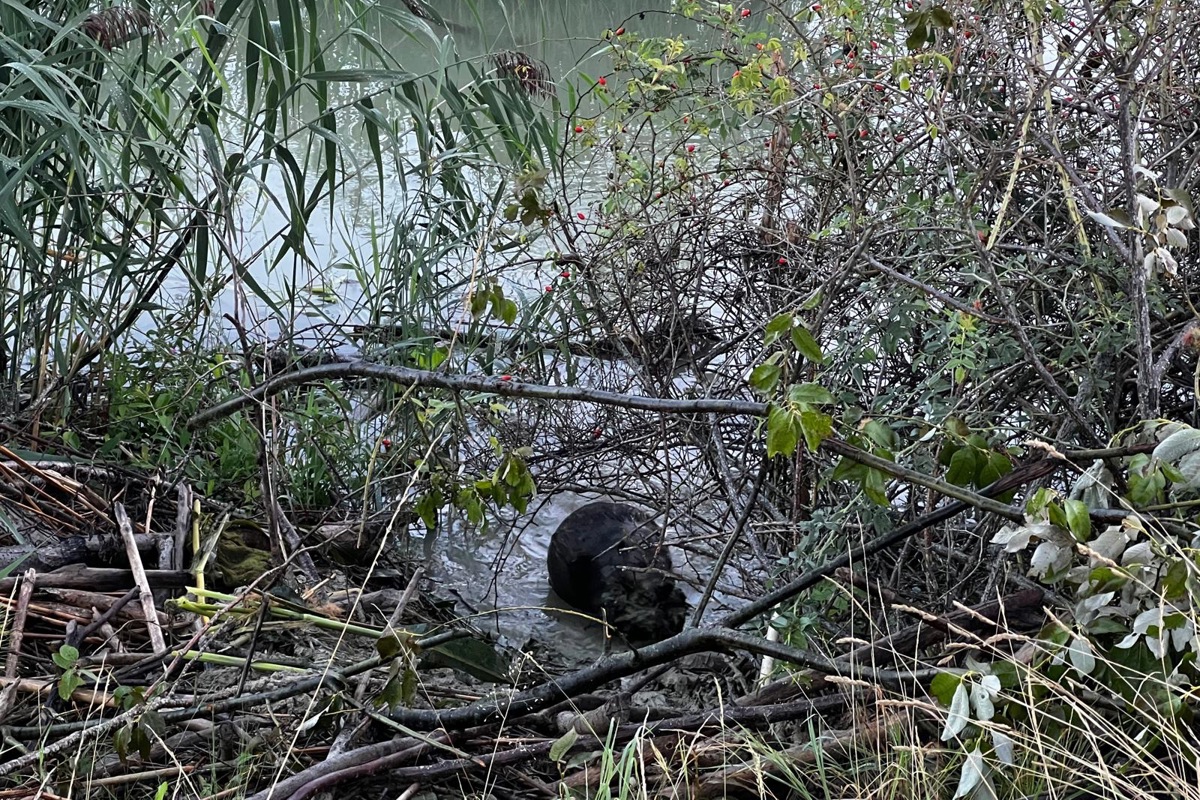 Der tierische Landschaftsarchitekt (Bildmitte) gestaltet den Bachlauf nach eigenen Regeln.