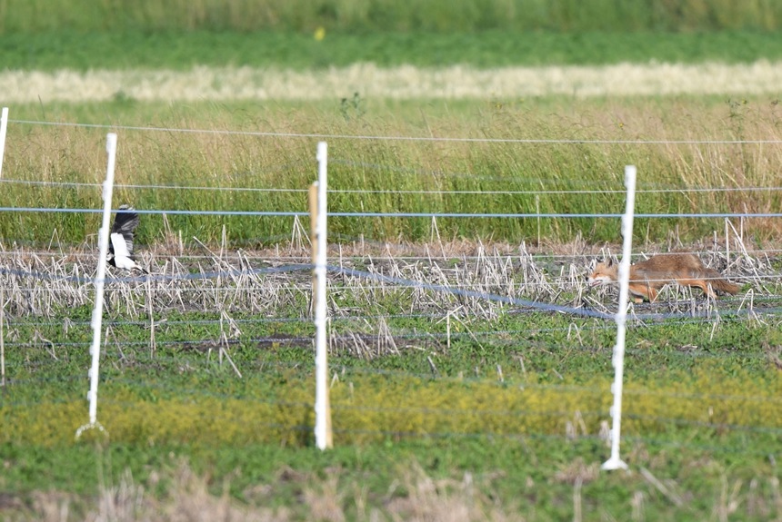 0907_5_oerlingerried_zaun-mit-fuchs-und-kiebitz_matthiasgriesser1.jpg