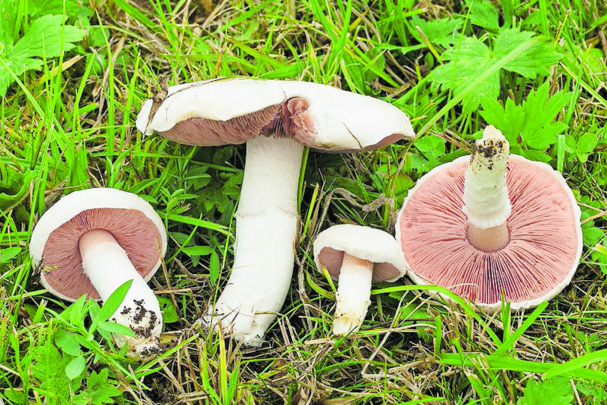 Der Wiesenchampignon wurde zum Pilz des Jahres 2018 ernannt.