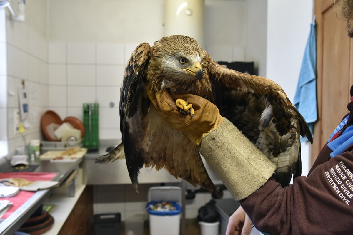 Einer der derzeit seltenen Hungervögel: Ein Rotmilan