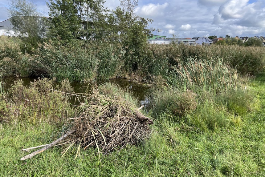 1410 5 Marthalen Biberdamm Abistbach Spa10