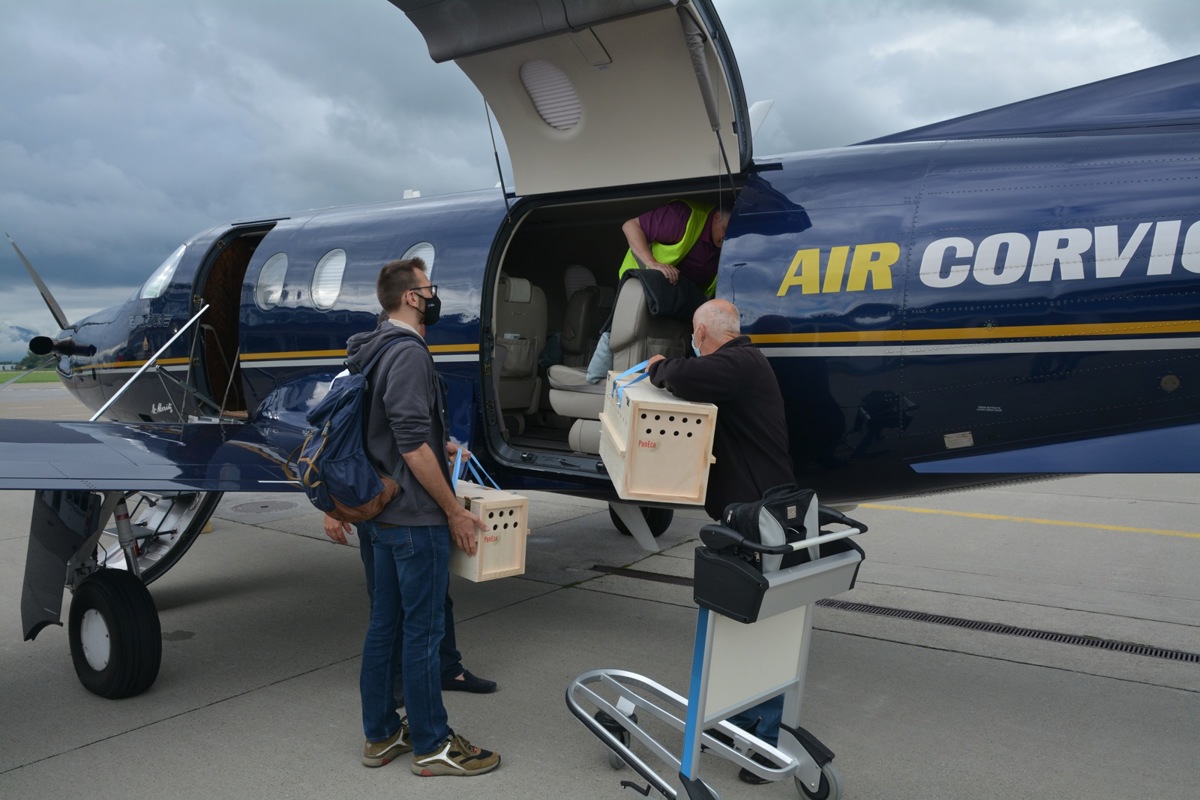 Mit einem Privatflugzeug flogen die Habichtskäuze nach Wien