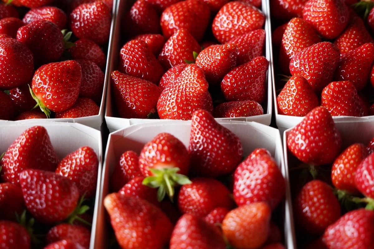 Jetzt sind sie reif: Erdbeeren.