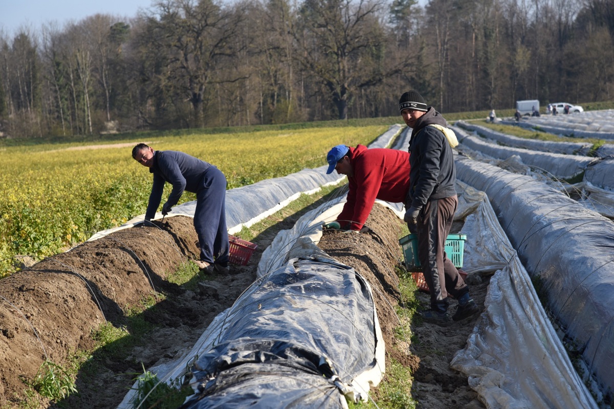 Die Spargelernte hat begonnen. Das Stechen ist harte Arbeit für die Männer auf dem Feld. Ohne sie wäre der Saisonbetrieb kaum möglich.