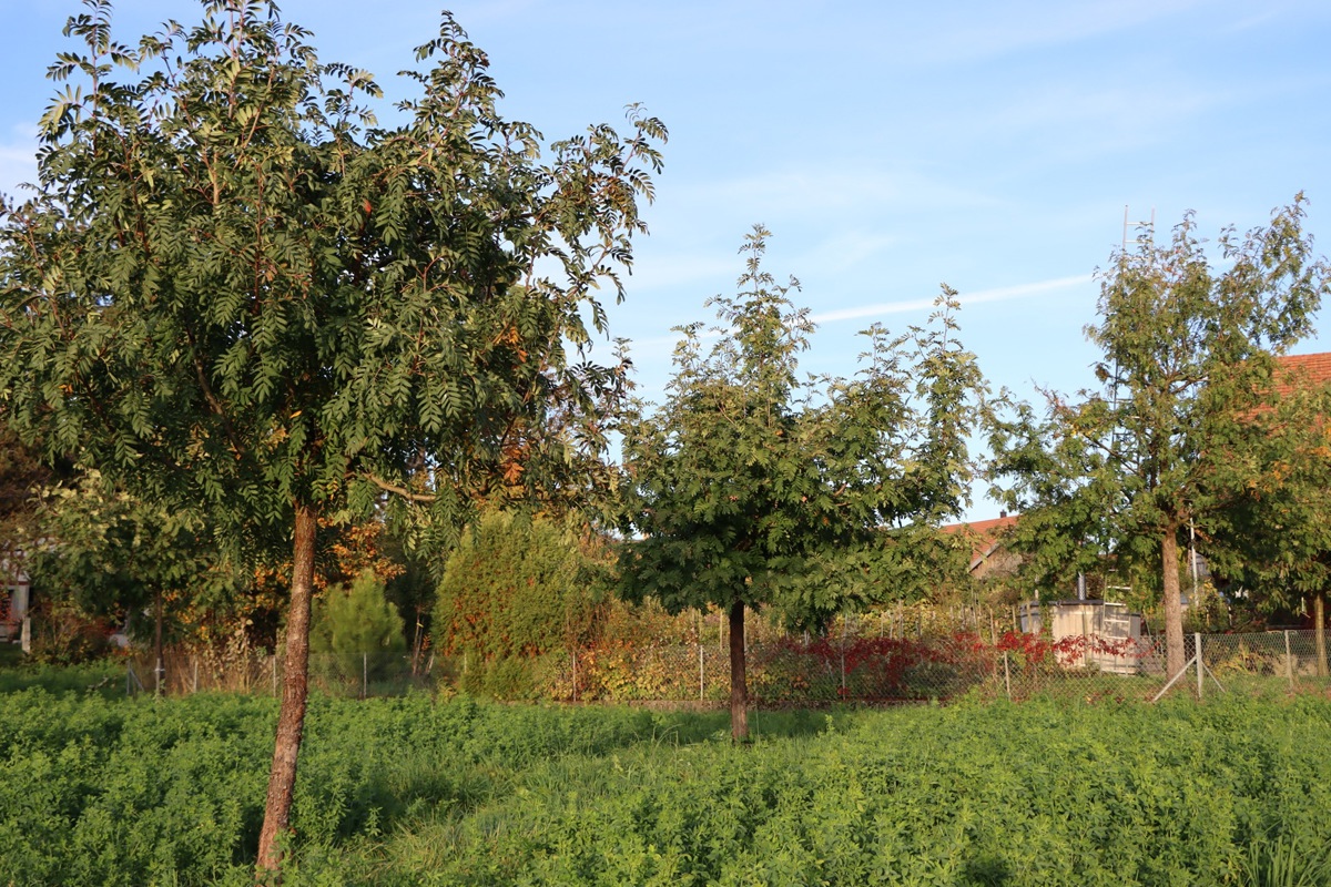 Diese vier Speierlinge in Ossingen sind dressiert wie Obstbäume. Der Baum mit der Leiter wurde 2006 gesetzt und gab soeben 50 Kilo Ernte.