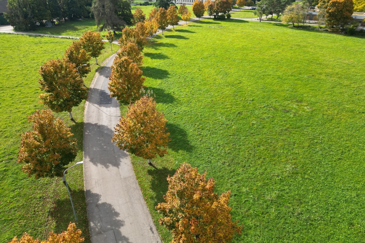 Die Alleestrasse, gesäumt von Ahornbäumen. Sie werden nach und nach durch zweierlei Buchen ersetzt, die gegen den Pilz resistenter sein sollen.