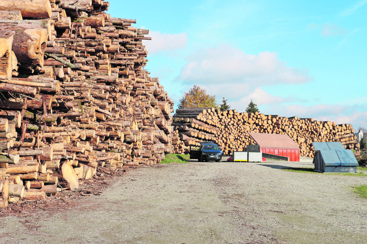 Mehrere Holznotlager wie dieses in Ossingen prägen zurzeit das Landschaftsbild. Von Schädlingen befallene Fichten müssen mindestens 500 Meter abseits des Waldes gelagert werden