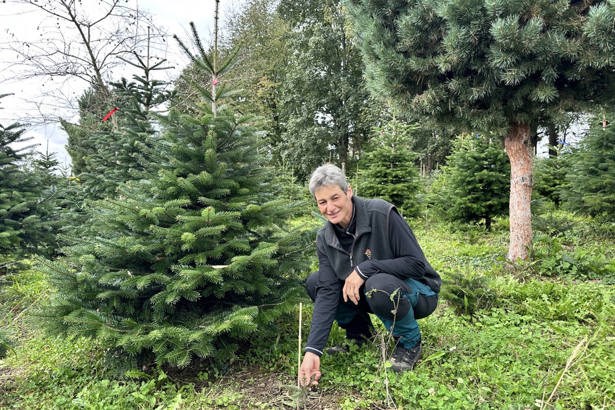 Monika Keller hat im ältesten Christbaumareal des Betriebs die erntereifen Tannen rot markiert. Beim Einpflanzen sind die dreijährigen Setzlinge klein und schutzbedürftig wie der zu ihren Füssen.